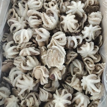 小章鱼