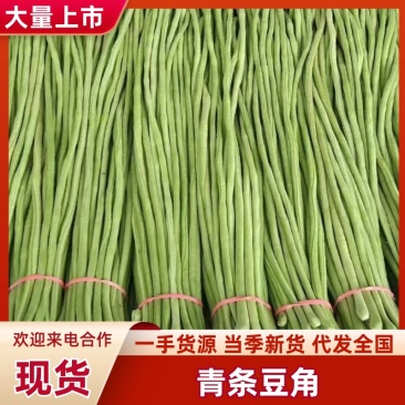 河北青条长豆角量大从优，欢迎各位老板随时致电咨询洽谈合作