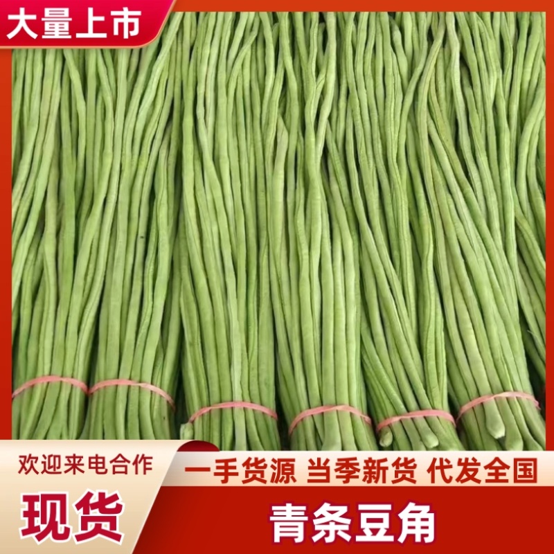 河北青条长豆角量大从优，欢迎各位老板随时致电咨询洽谈合作