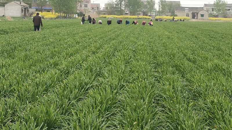 《精选》韭菜苔、韮苔江苏基地直发保质保量一条龙服务对接全