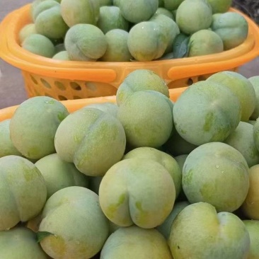 自家果园--六马镇板阳村蜂糖李