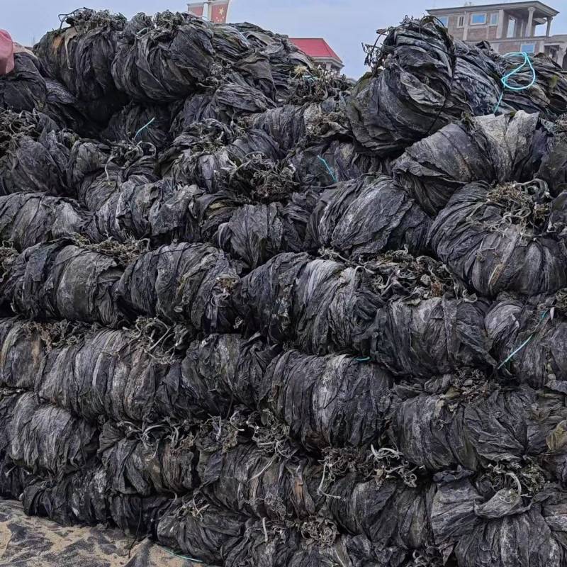 《优选》挂晒海带盐制海带福建工厂基地直发对接商超团购