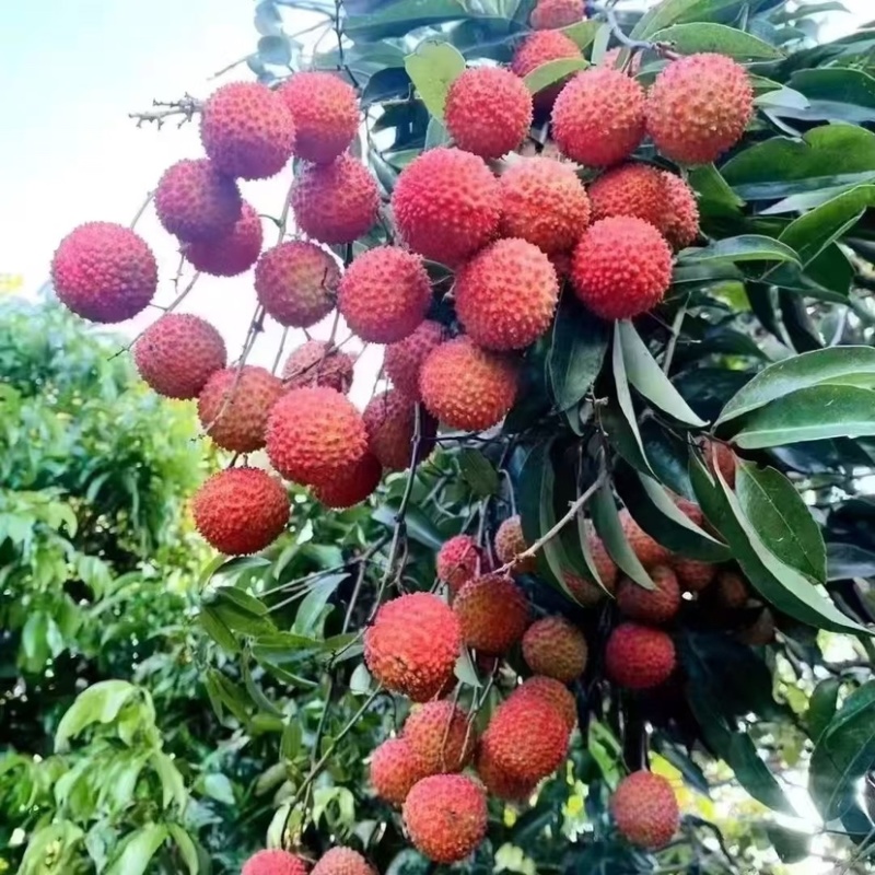 桂味荔枝