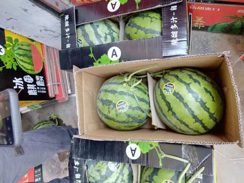 精品西瓜大量上市美都西瓜产地直发皮薄个大甜度高