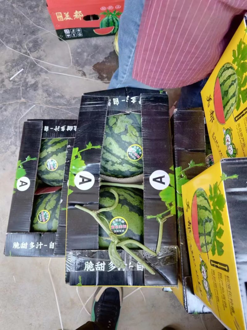 精品西瓜大量上市美都西瓜产地直发皮薄个大甜度高