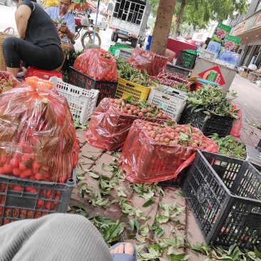 德庆县桂味
