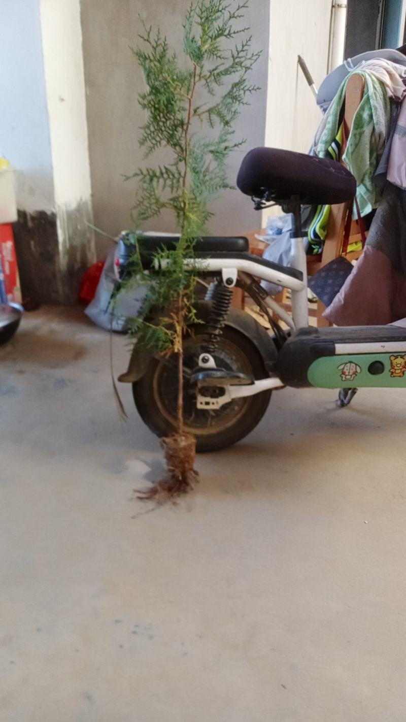 一米侧柏