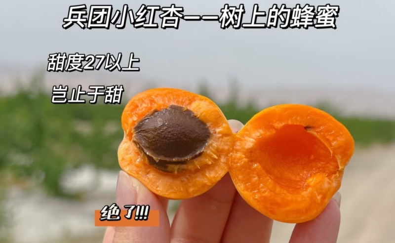 新疆阿克苏四团小红杏吊干杏