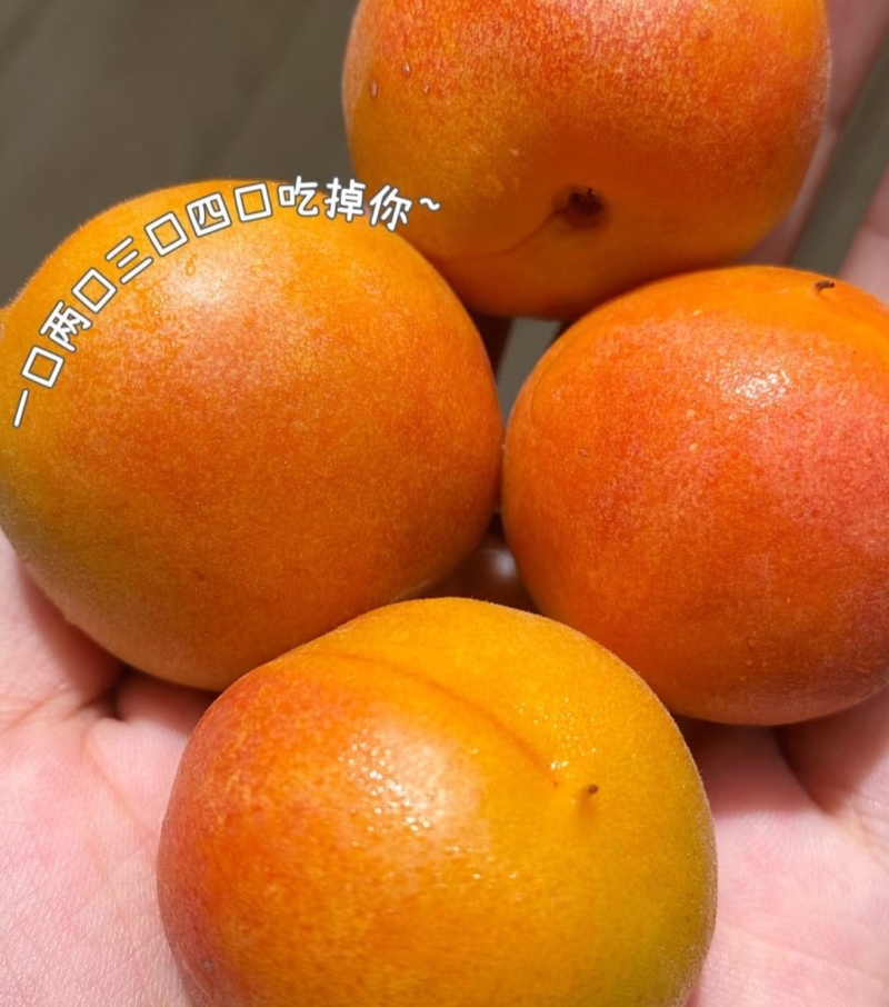 新疆阿克苏四团小红杏吊干杏