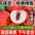 广东桂味荔枝批发电商一件代发