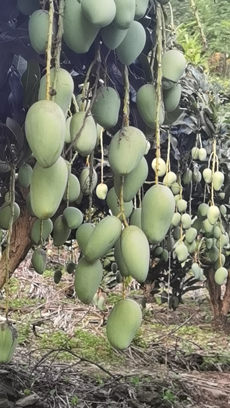 云南红河州小台农基地