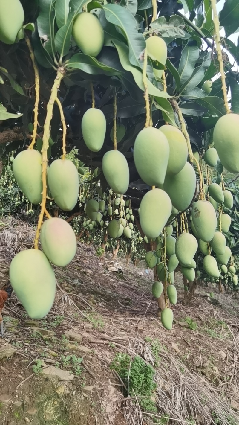 云南红河州小台农基地