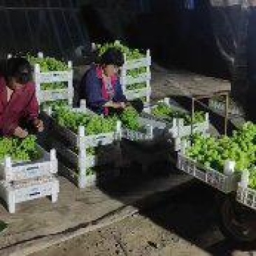维多利亚大量上市