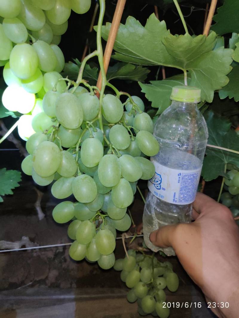 维多利亚大量上市