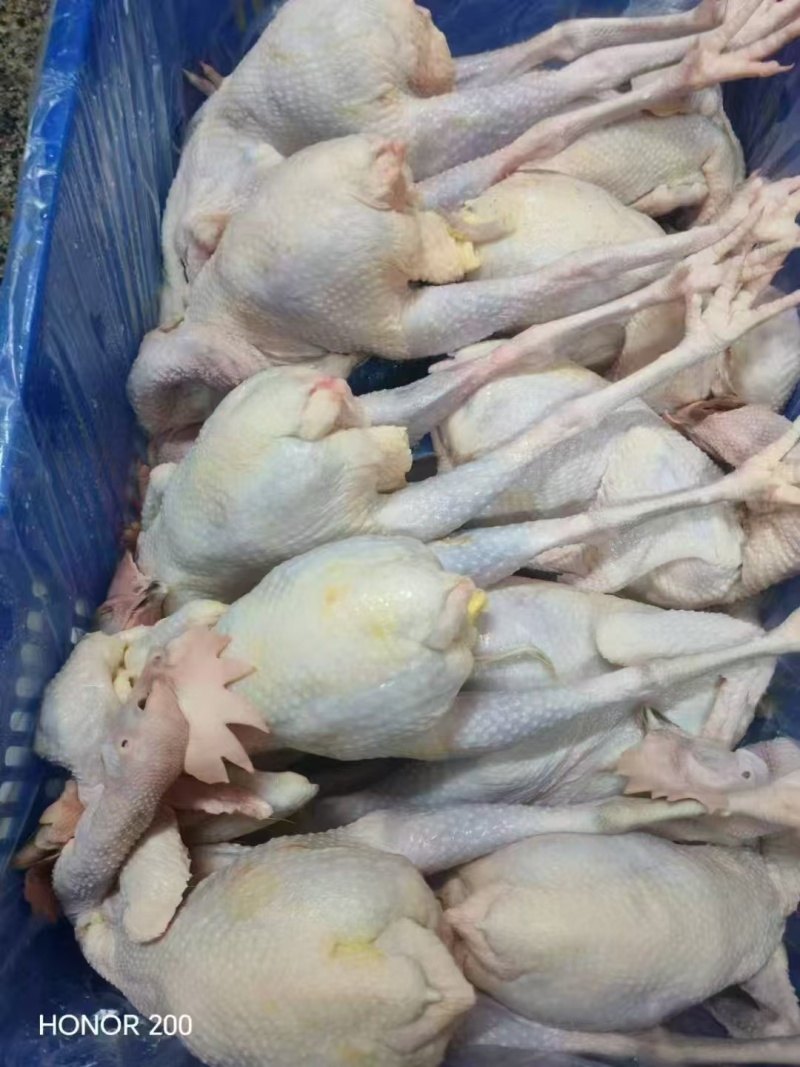 清远鸡每天现杀白条2.2-3斤以上大量接单，按您要求发货