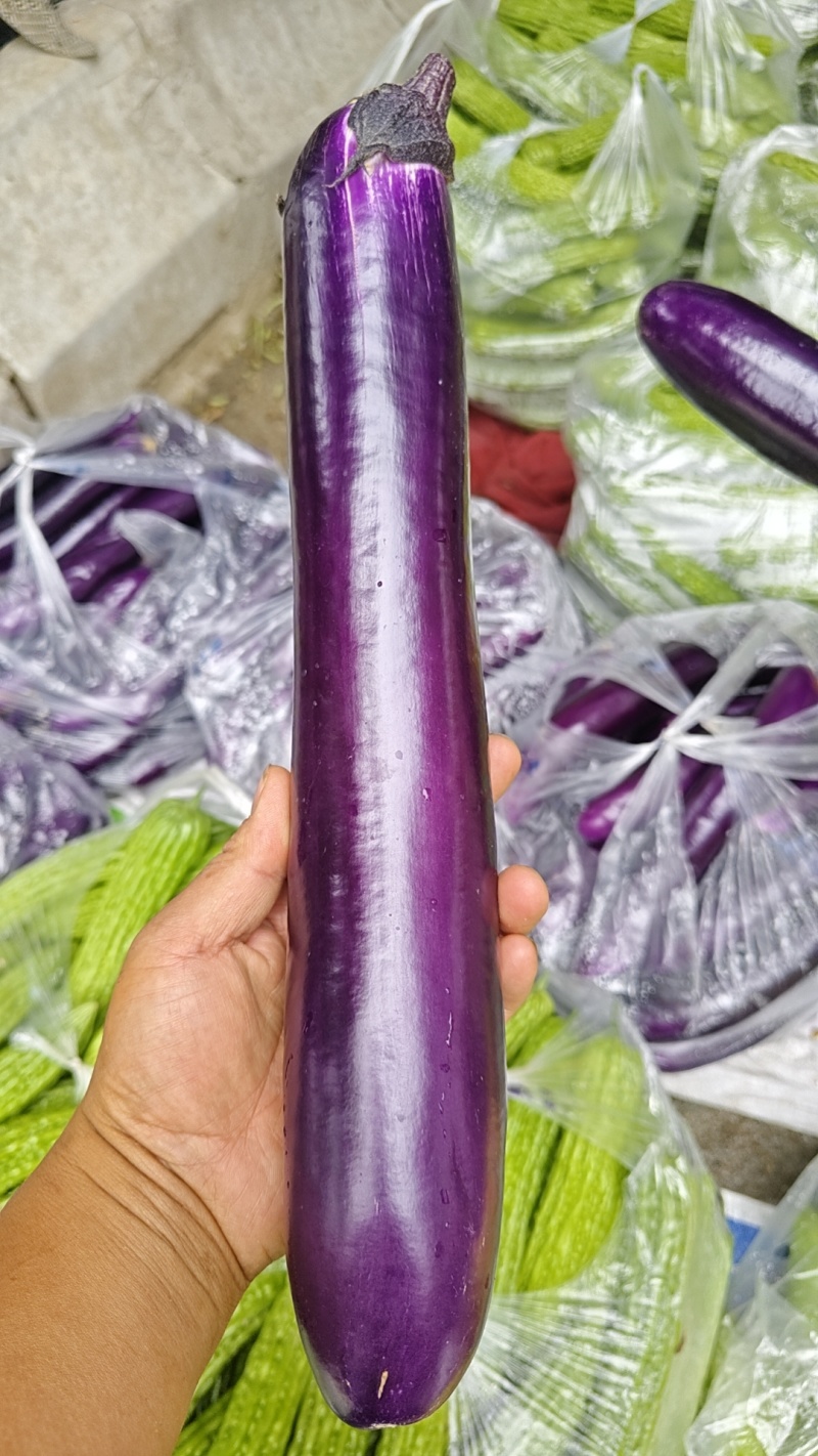 陕西广茄长茄大量上市，货假期四个月，对接全国各地客商商超