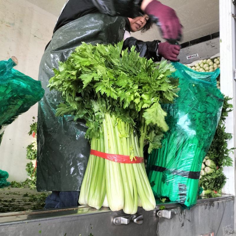 万邦芹菜优质精品