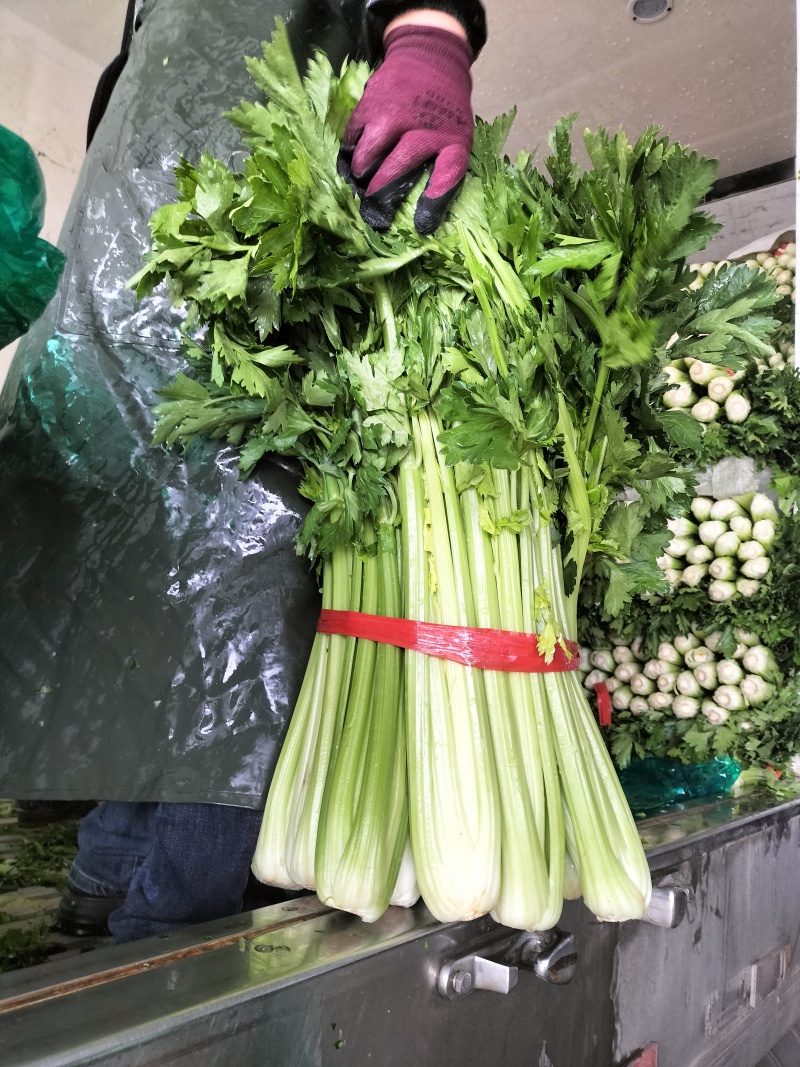 万邦芹菜优质精品