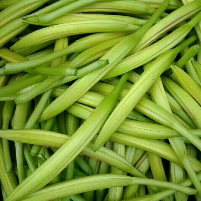 清水黄花菜新鲜黄花菜批发