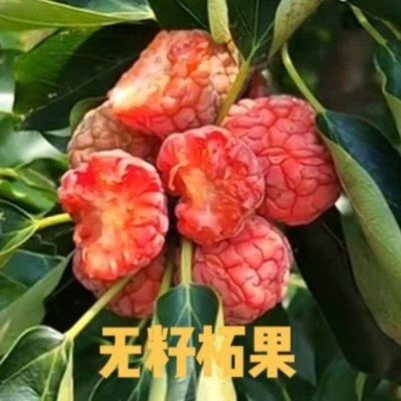 无籽柘树苗