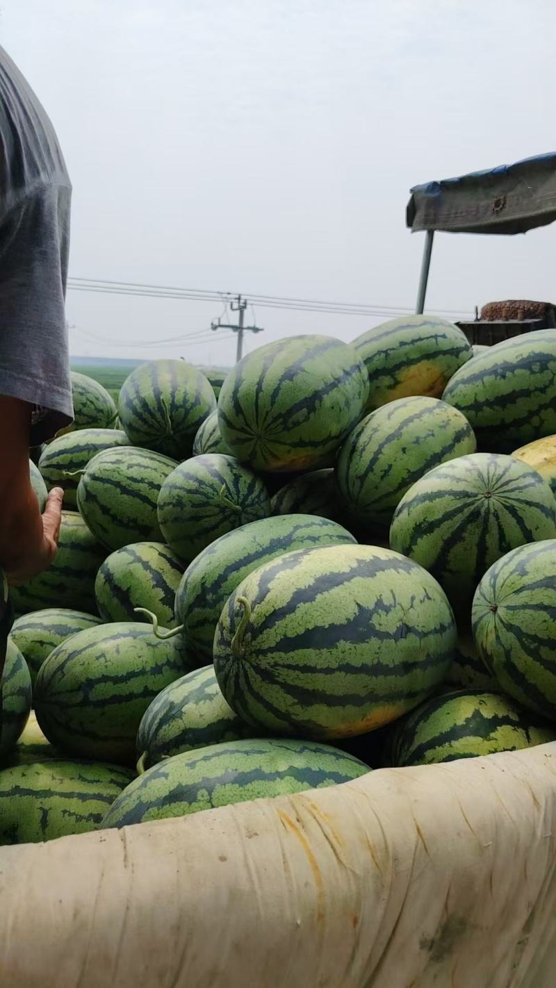 天津宁河猛虎一号西瓜和圆瓜