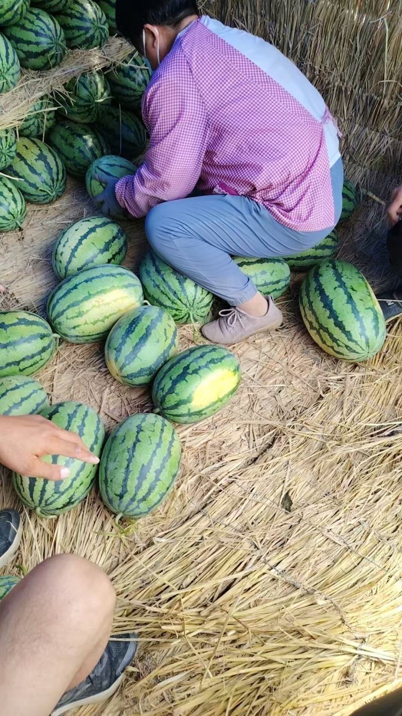 天津宁河猛虎一号西瓜和圆瓜
