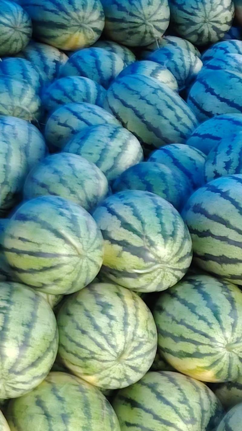 天津宁河猛虎一号西瓜和圆瓜