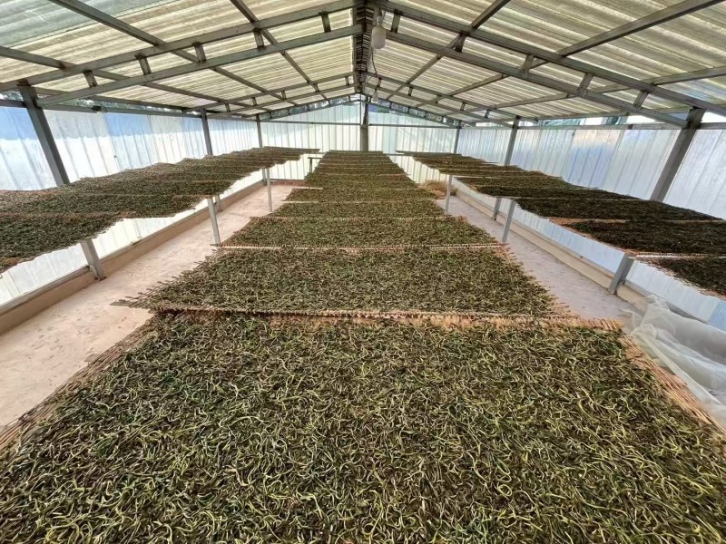 普洱茶