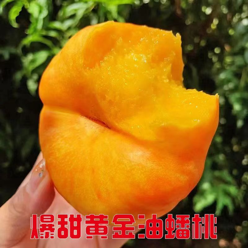 山东暴甜彩虹油蟠桃，黄油蟠桃产地直发价格实惠运输便利