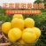 山东蒙阴黄油桃，软硬两吃汁甜肉厚对接全国市场欢迎联系