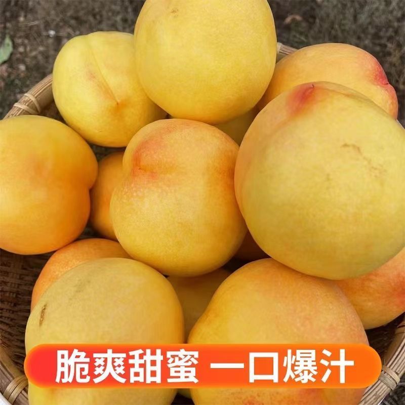 山东蒙阴黄油桃，软硬两吃汁甜肉厚对接全国市场欢迎联系