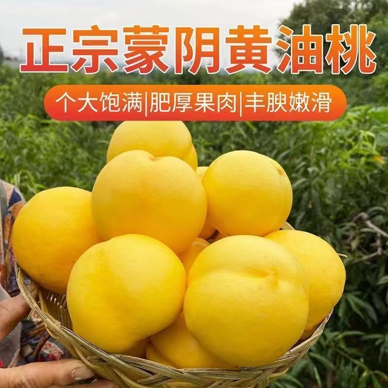 山东蒙阴黄油桃，软硬两吃汁甜肉厚对接全国市场欢迎联系