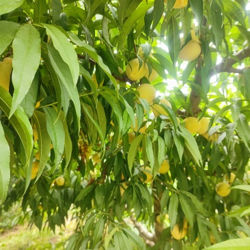 自家种植，数量很大，无任何其他费用