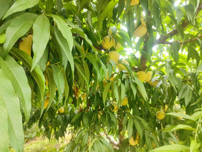 自家种植，数量很大，无任何其他费用