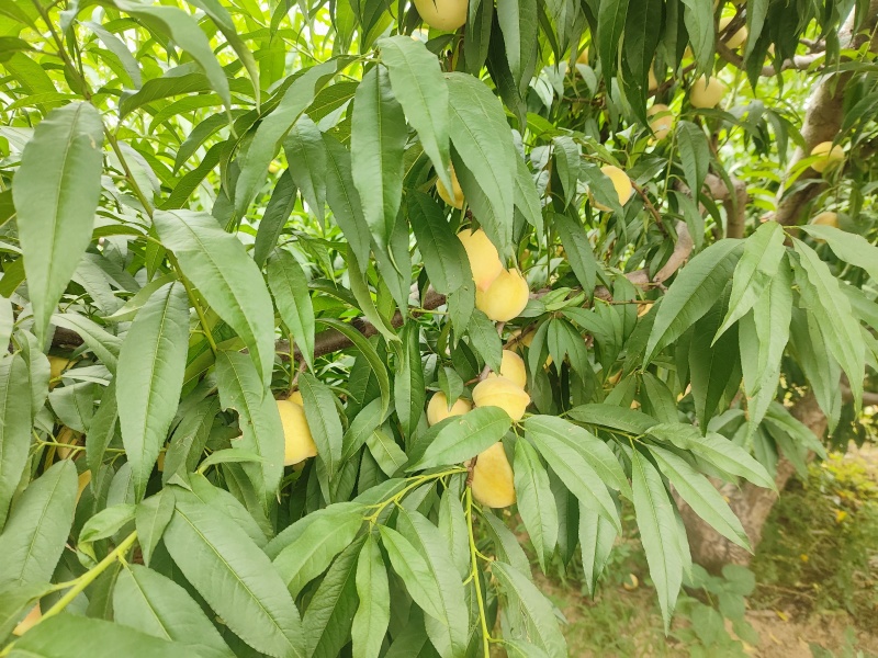自家种植，数量很大，无任何其他费用