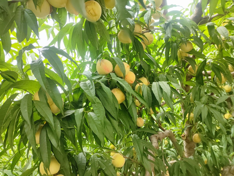 自家种植，数量很大，无任何其他费用