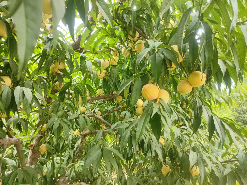 自家种植，数量很大，无任何其他费用