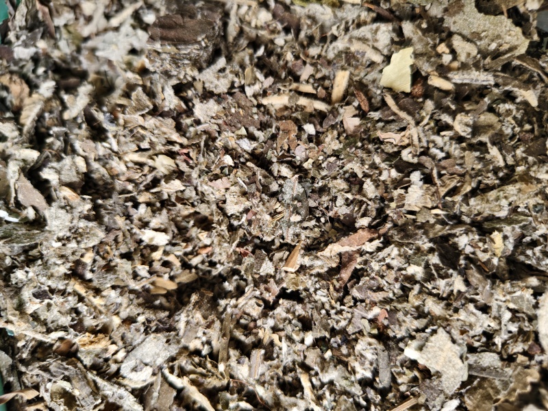 艾纳中药材艾纳香广西正品精选野生新鲜干货
