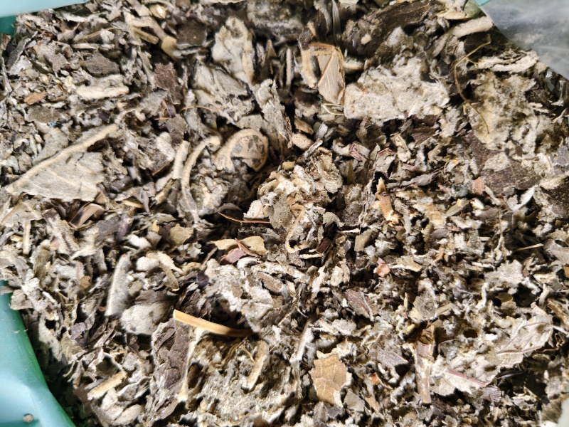 艾纳中药材艾纳香广西正品精选野生新鲜干货