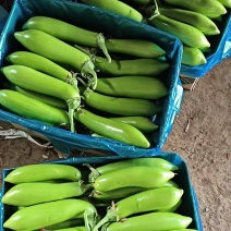 江苏精品青茄，保质保量大量有货，欢迎订购