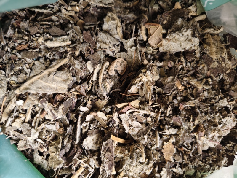 艾纳中药材艾纳香广西正品精选野生新鲜干货