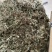 车前草车前草干货野生紫背车前草2025新货产地直发