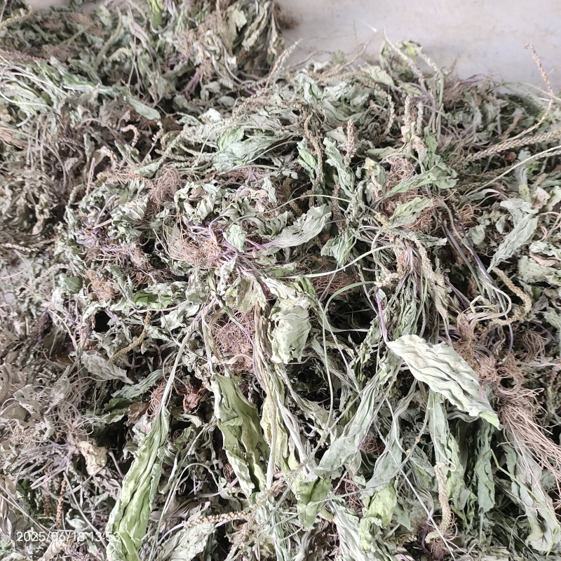 车前草车前草干货野生紫背车前草2025新货产地直发
