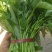 空心菜#药食同源类保健特菜