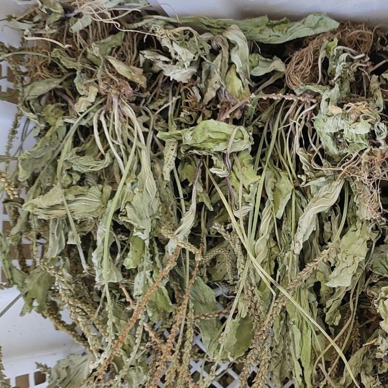 车前草车前草干货野生紫背车前草2025新货产地直发