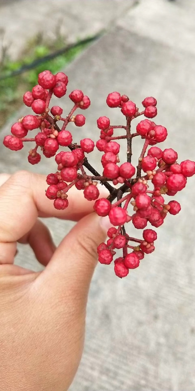 汉源红花椒（贡椒）