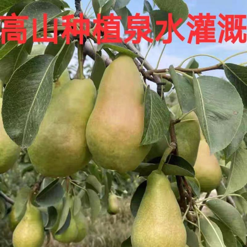 山西平遥太婆梨即将上市果园新鲜采摘核小肉多品质保证