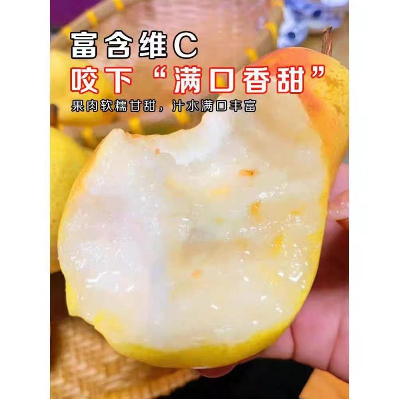 山西平遥太婆梨即将上市果园新鲜采摘核小肉多品质保证