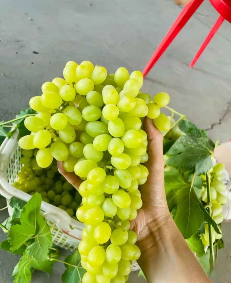 青提葡萄便宜葡萄大量现货供应，规格齐全对接电商市场批发商