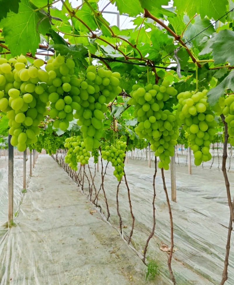 青提葡萄便宜葡萄大量现货供应，规格齐全对接电商市场批发商